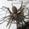 Eratigena sp.